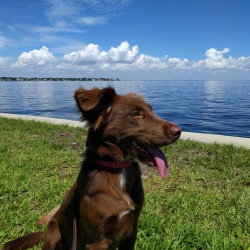 Dog Training Tampa